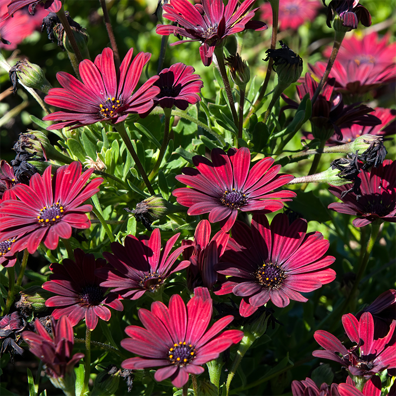Red-African-Daisies