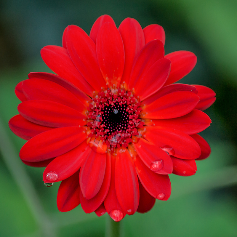 Red-Gerber-Daisy
