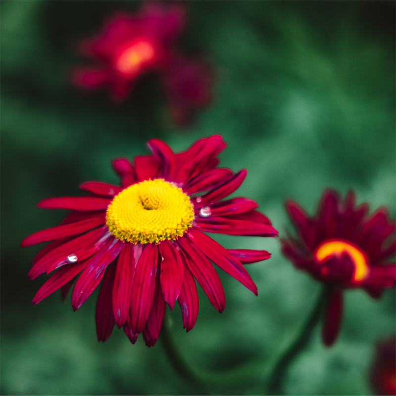 Red-Marguerite-Daisy