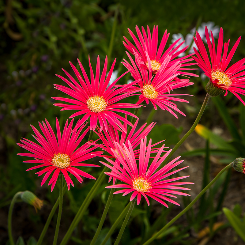 Red-Spider-Daisies