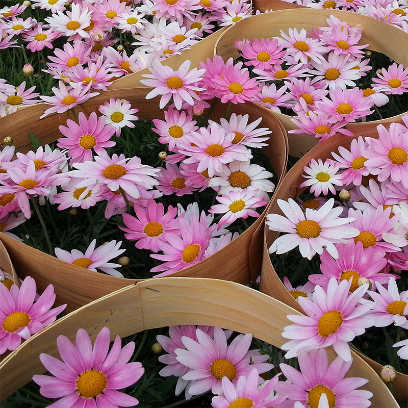 pink-daisies