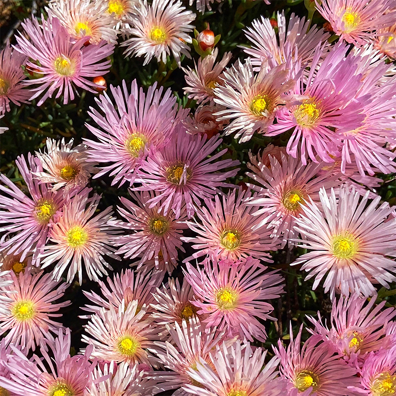 pink-daisies