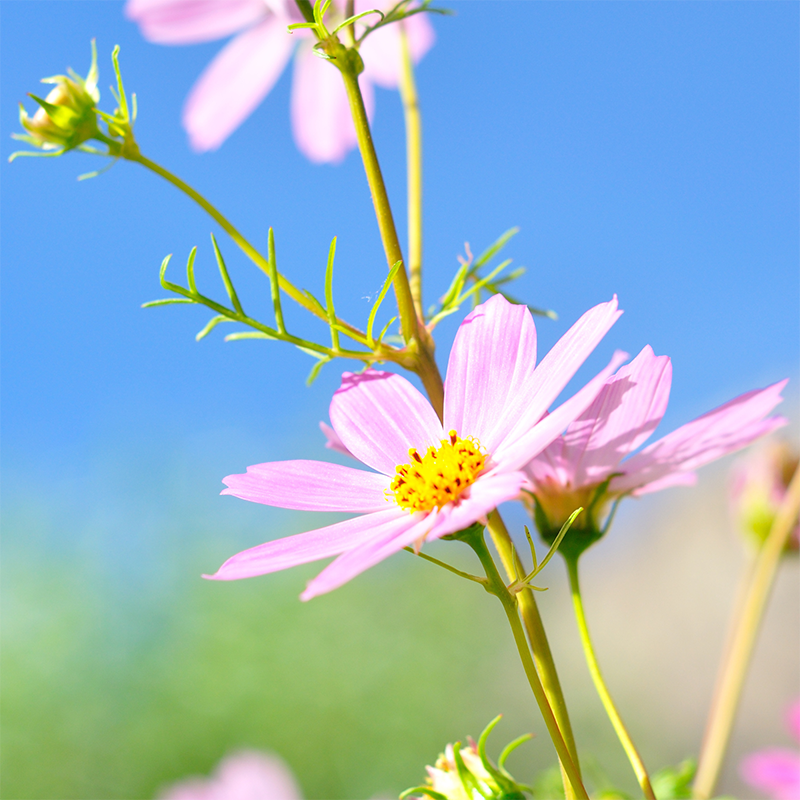 pink-daisy-flower