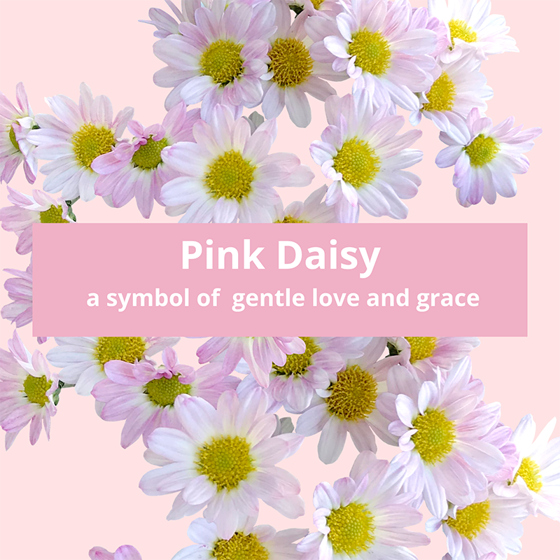 pink-daisy-symbolic-meaning