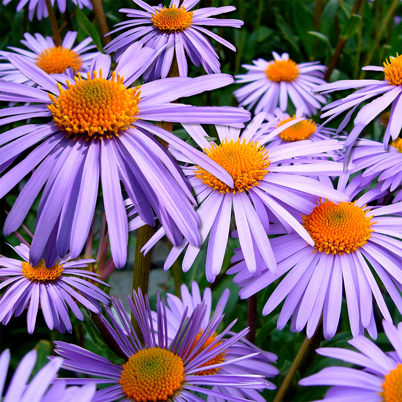 purple-daisies