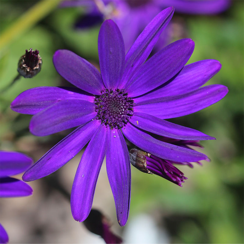 dark-purple-daisy