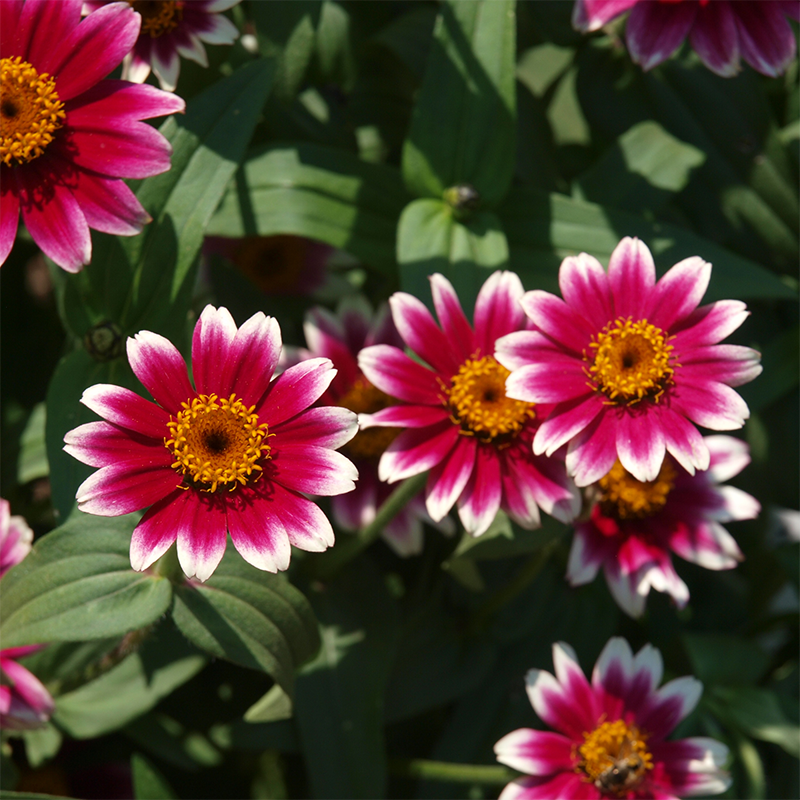 red-daisies