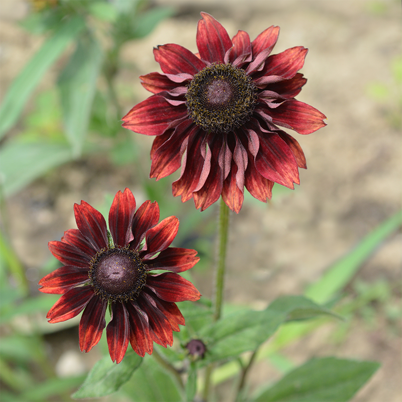 red-daisies