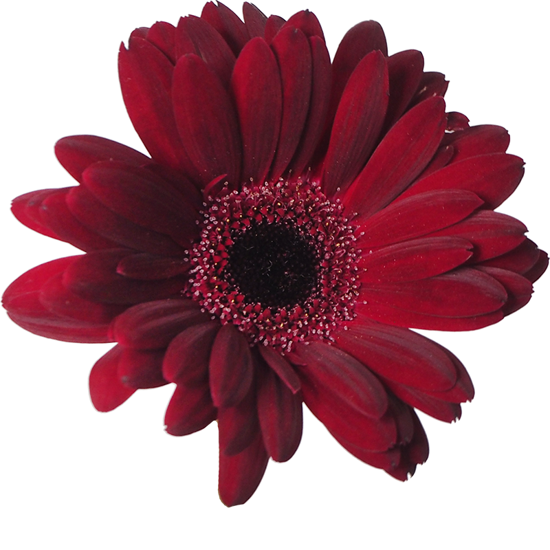 dark-red-daisy