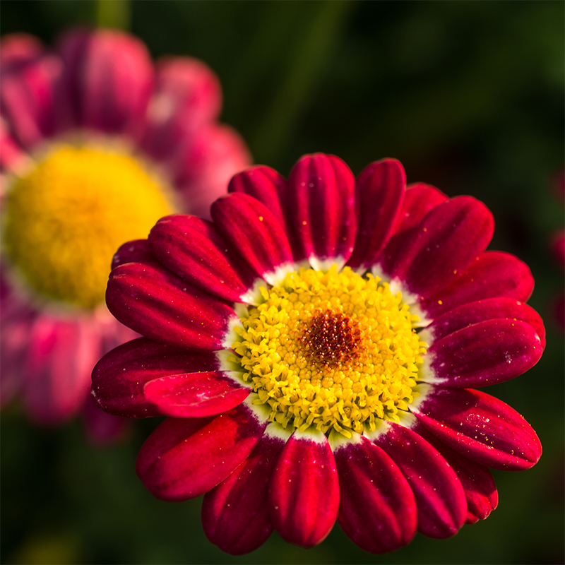 red-daisies