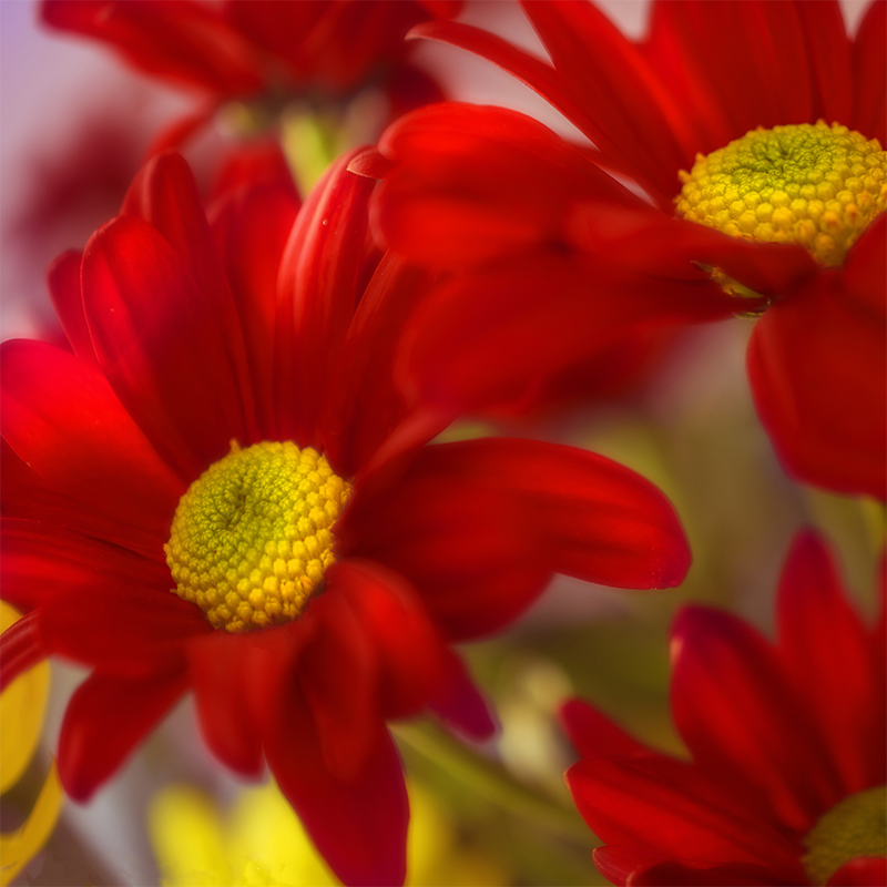 red-daisies