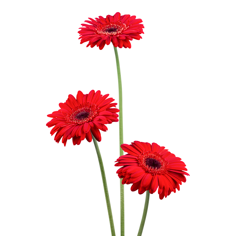 red-daisies
