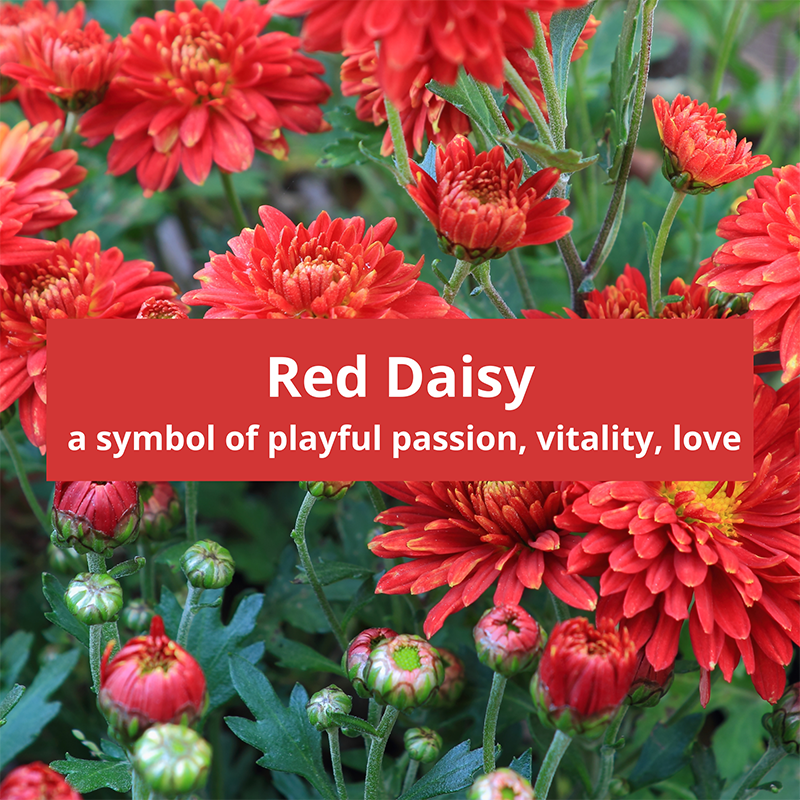 red-daisy-symbolic-meaning