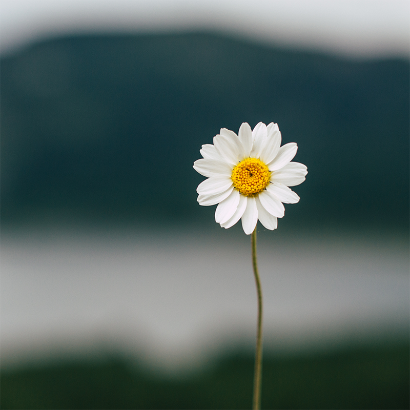 white-daisy