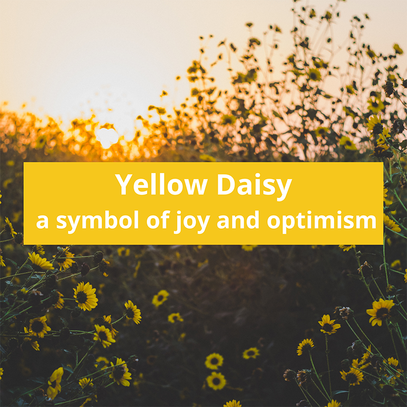 yellow-daisies-daisy-symbolic-meaning