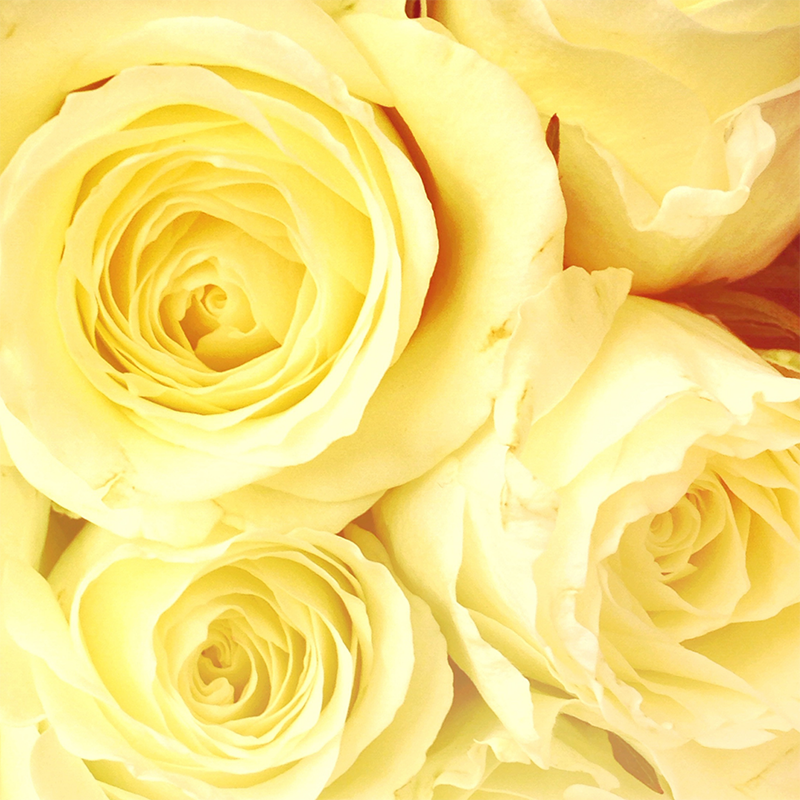 light-yellow-roses