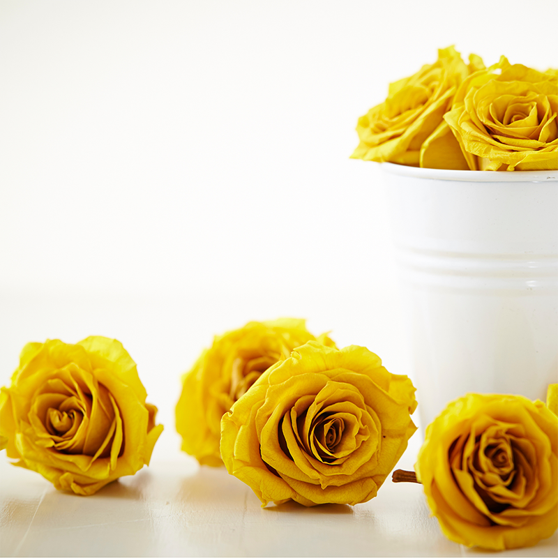 dark-yellow-roses