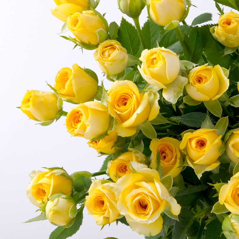 yellow-roses