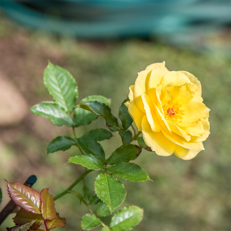 yellow-rose