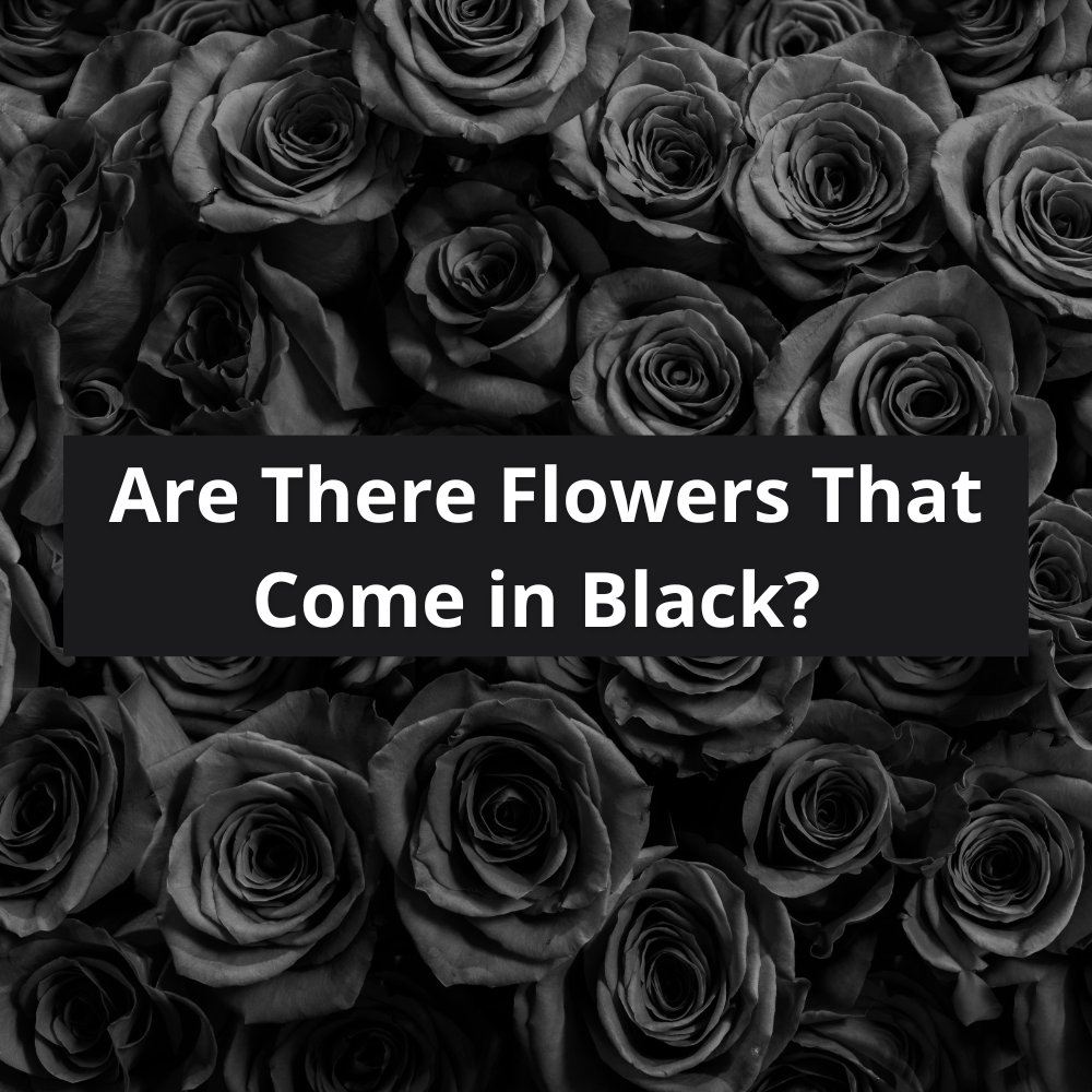 Are-There-Flowers-That-Come-in-Black