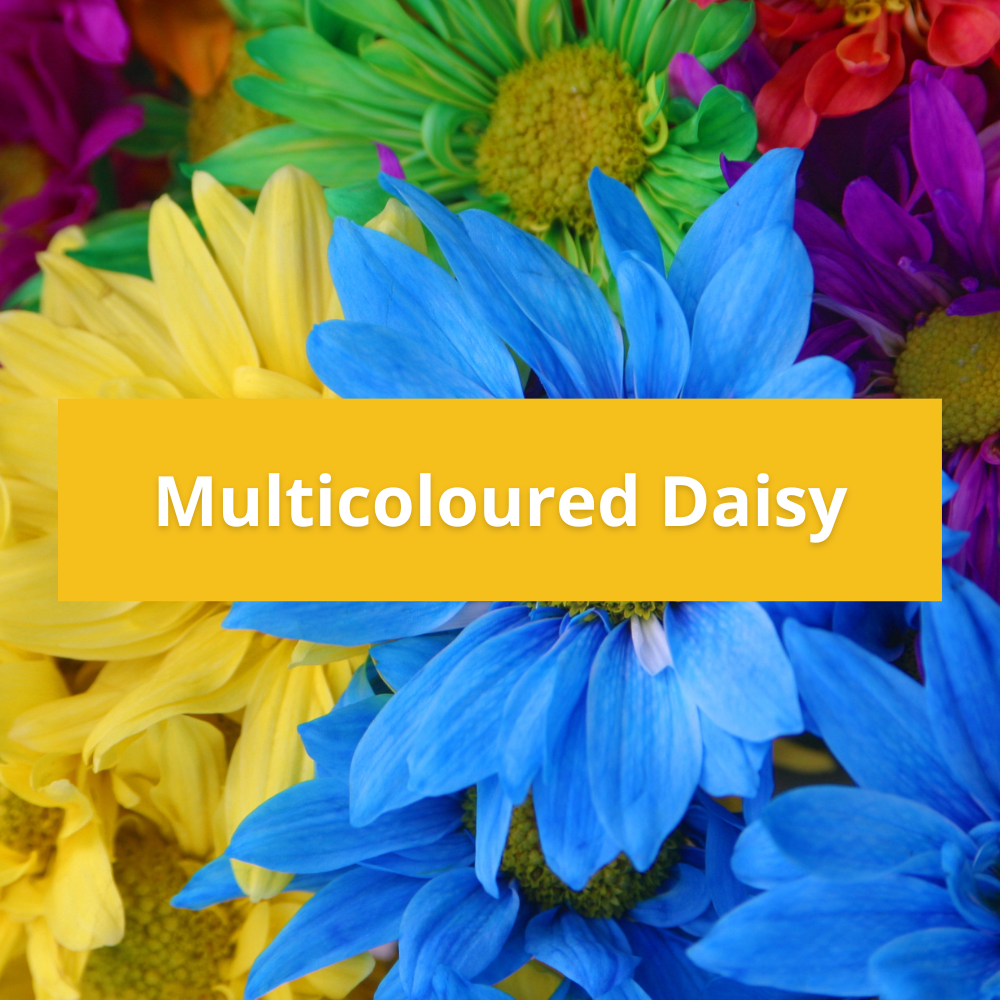 Multicoloured-Daisy