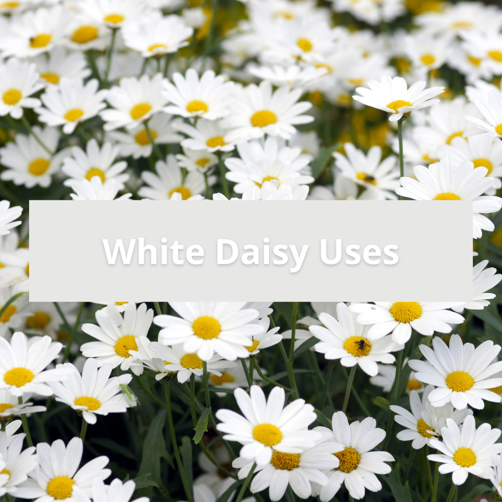 white-daisy-uses