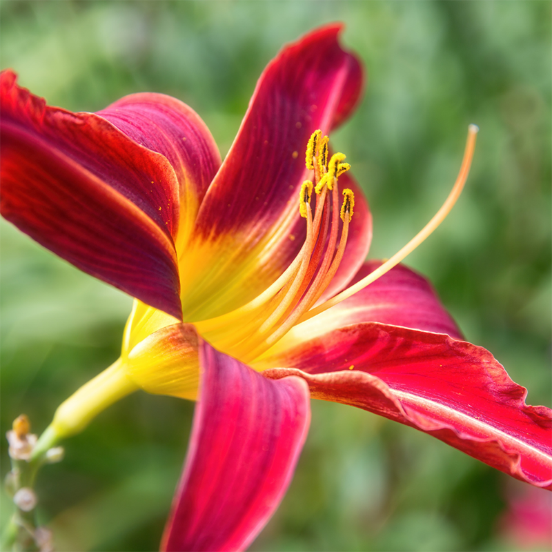 red-lily