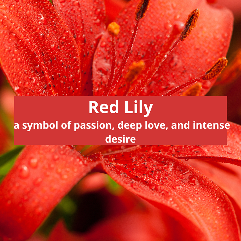 red-lily-symbolic-meaning
