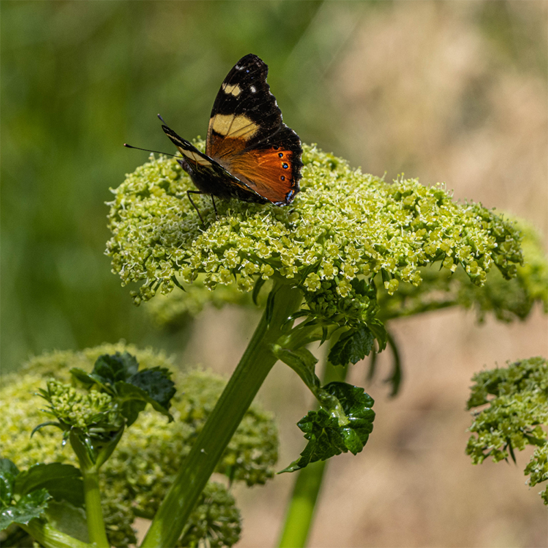 Angelica-Wild-Celery