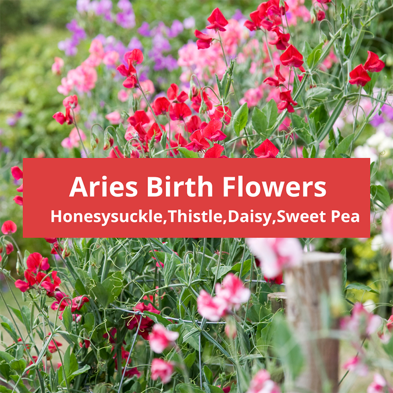 Aries-birth-flowers