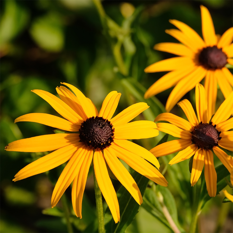 Black-Eyed-Susan