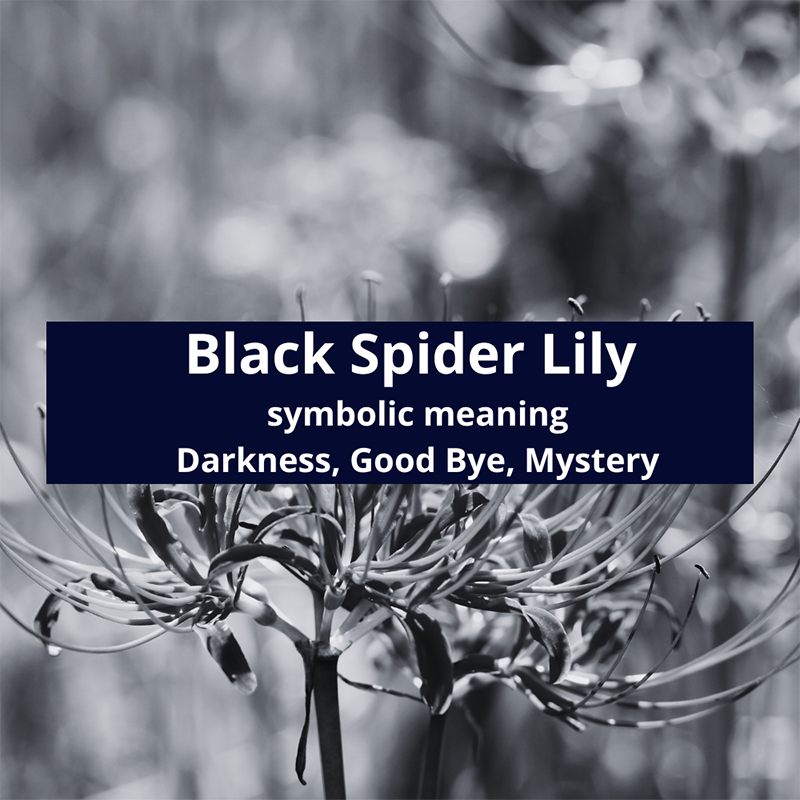 black-spider-lily-symbolic-meaning