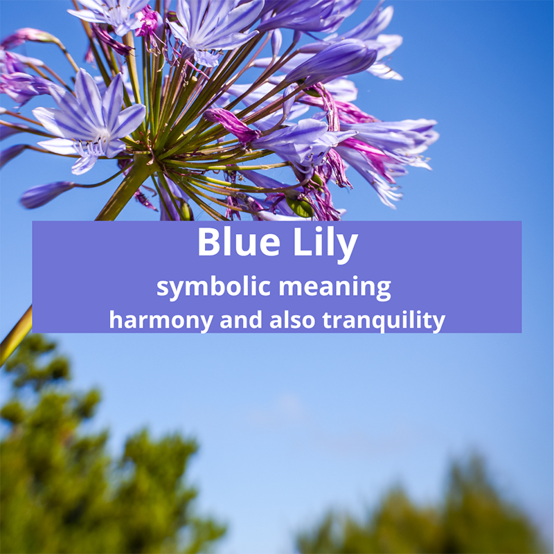 Blue-Lily-Symbolic-Meaning