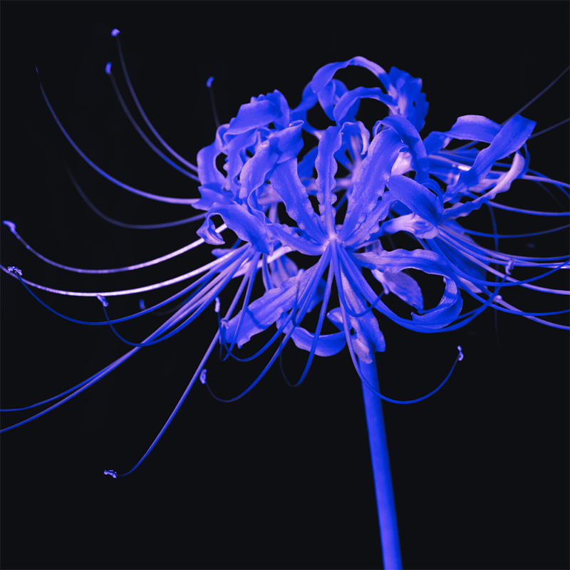 blue-spider-lily