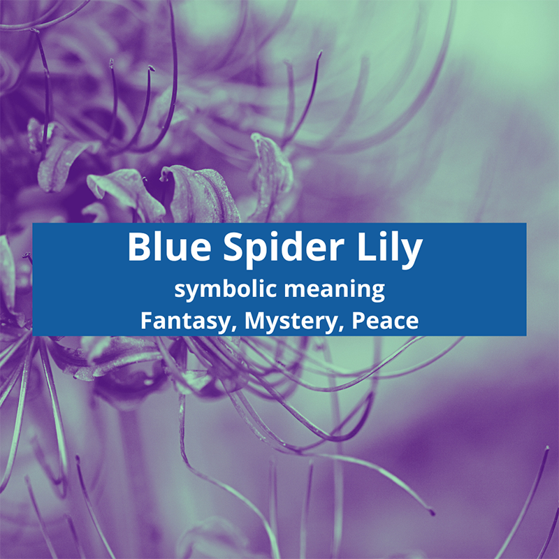 blue-spider-lily-symbolic-meaning