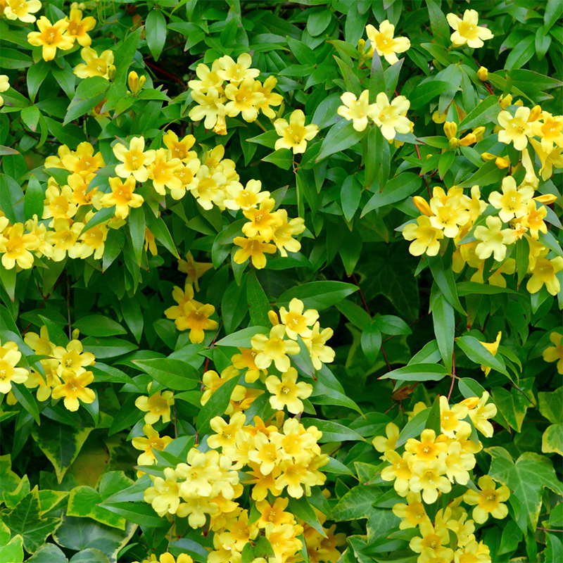 Carolina-Yellow-Jasmine