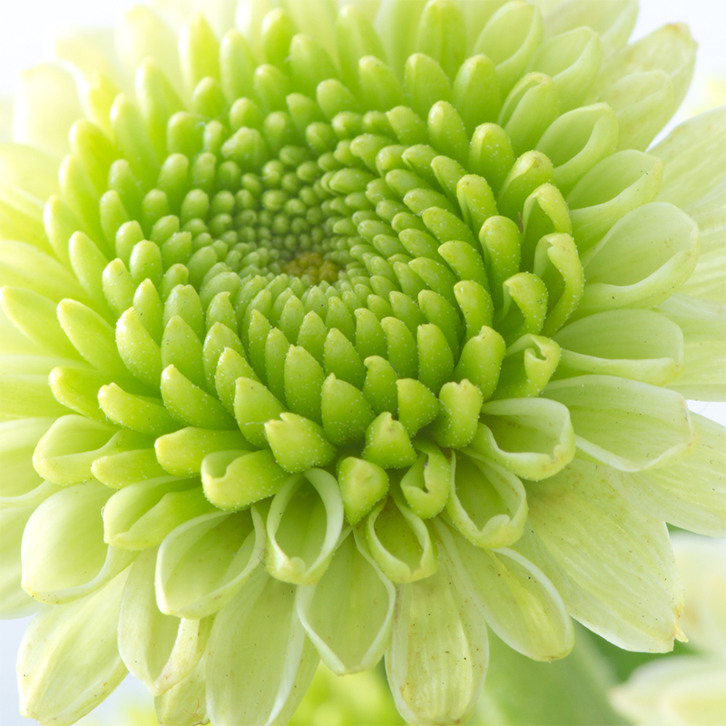 Green-Chrysanthemum