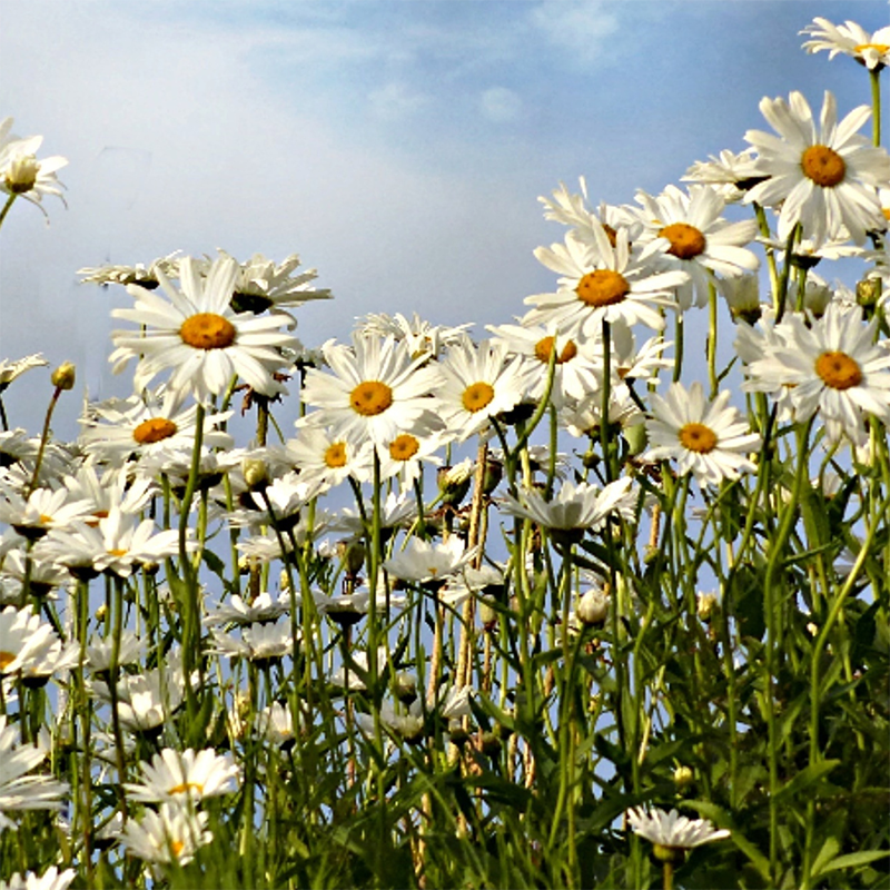 Daisy-flowers