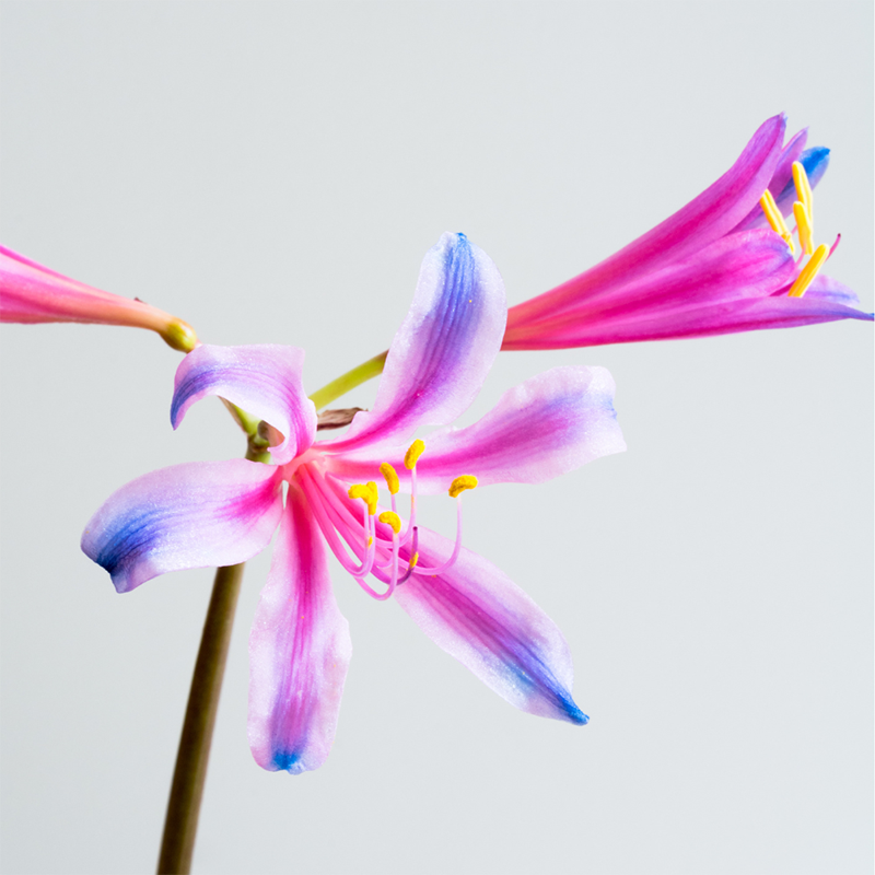 electric-blue-spider-lily