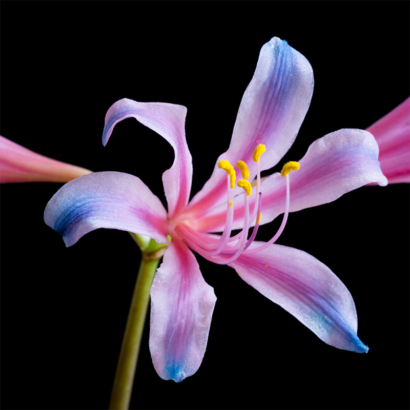 electric-blue-spider-lily