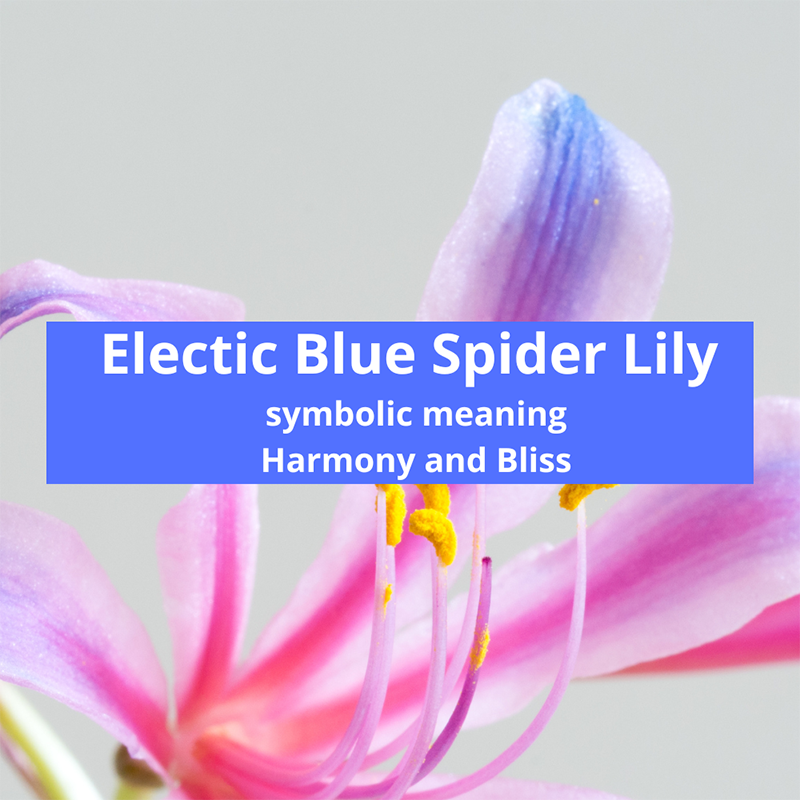 electric-blue-spider-lily-symbolic-meaning