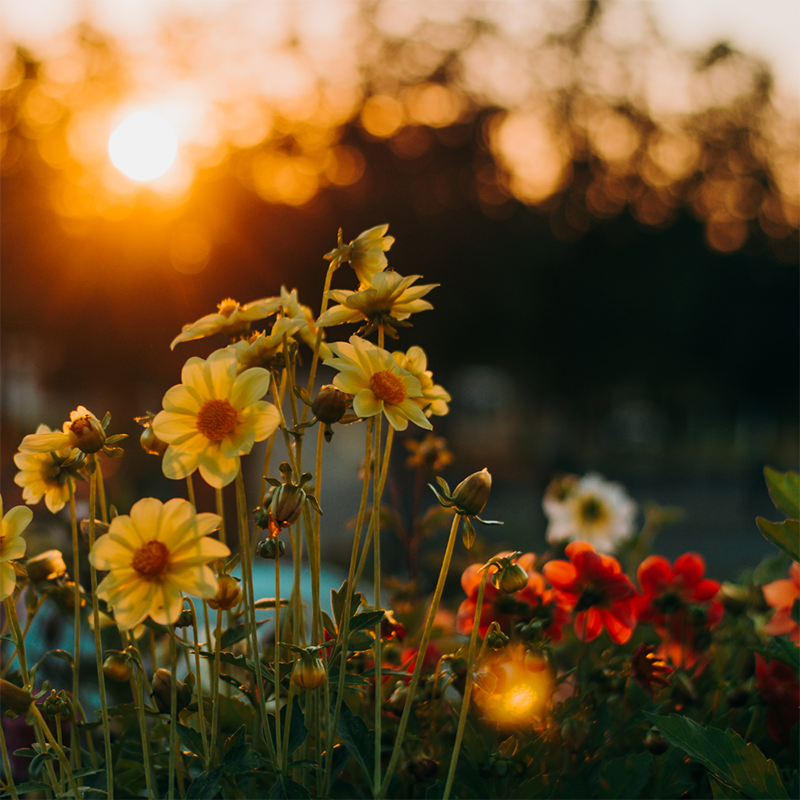 Flowers-Growing-Outdoors
