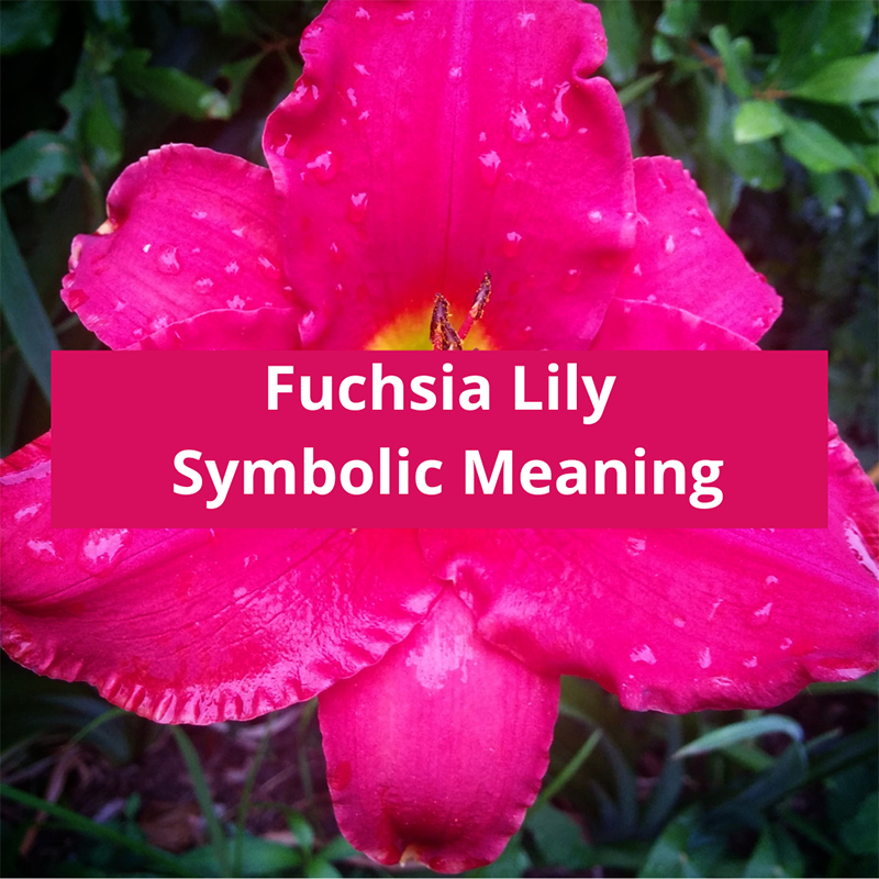 Fuchsia-lily-symbolic-meaning