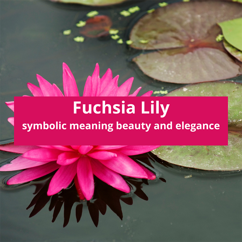 fuchsia-lily-symbolic-meaning