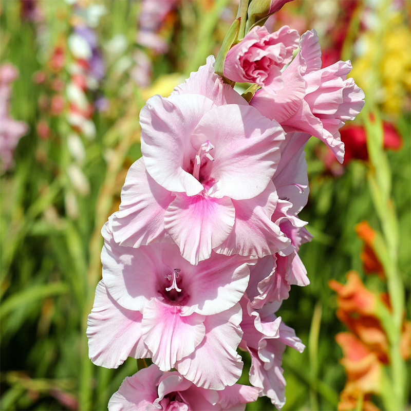 Gladiolus