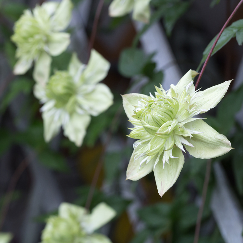 Green-Clematis