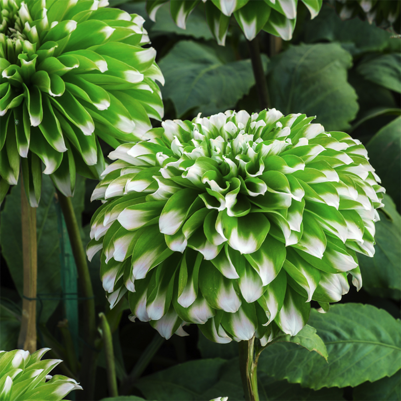 Green-Dahlia