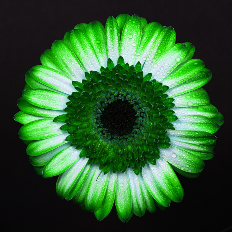 green-daisy