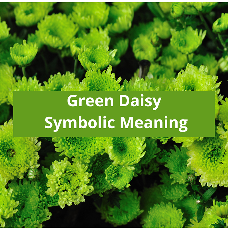 green-daisy-symbolic-meaning