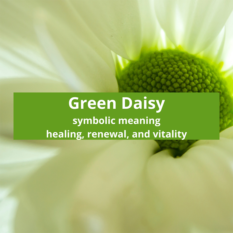 green-daisy-symbolic-meaning